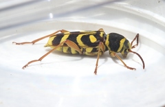 Xylotrechus insignis