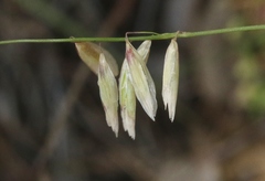 Melica stricta