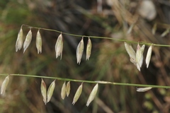 Melica stricta