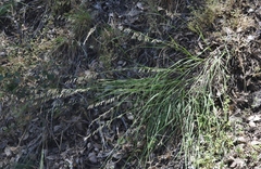 Melica stricta