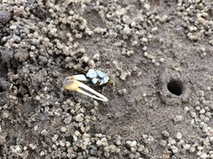 Leptuca leptodactyla