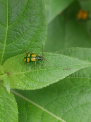Diabrotica sexmaculata