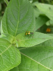 Diabrotica sexmaculata