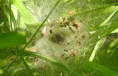 Agelena labyrinthica