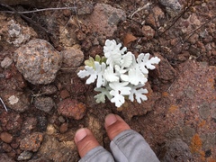 Constancea nevinii
