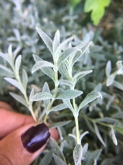 Cerastium tomentosum