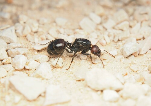 Barbary Harvester Ant