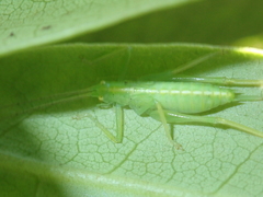 Meconema
