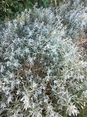 Cerastium tomentosum