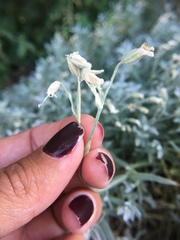 Cerastium tomentosum