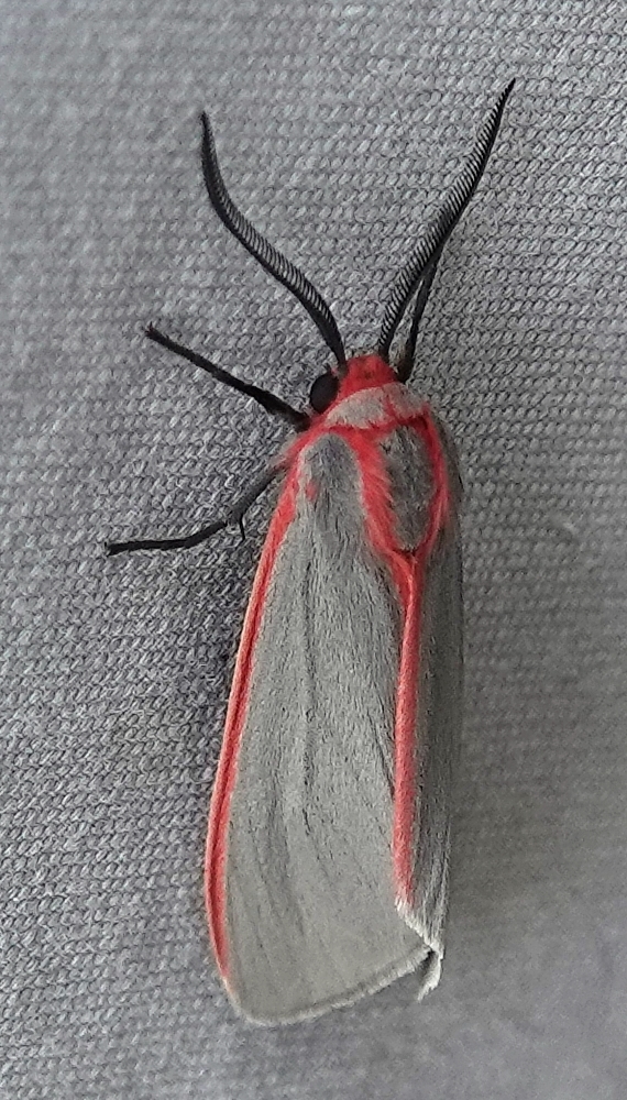 Sprague's Pygarctia