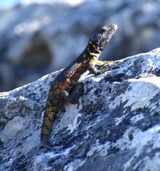 Pseudocordylus microlepidotus