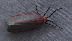 Pygarctia spraguei