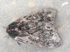 Dirphia riograndensis