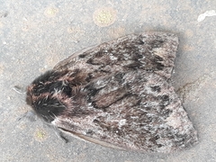 Dirphia riograndensis