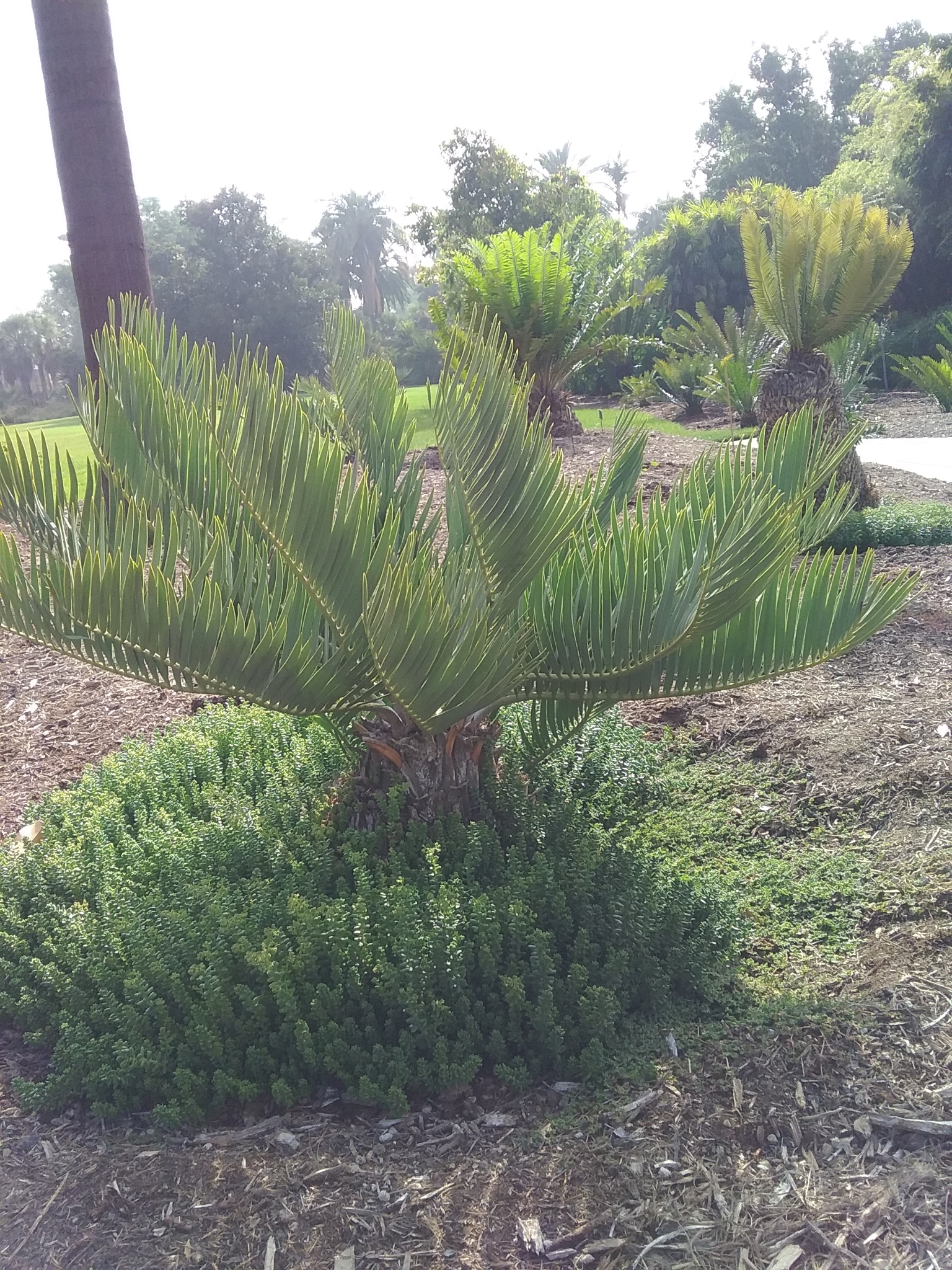 Encephalartos dolomiticus
