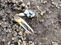 Leptuca leptodactyla