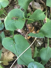 Strangalia attenuata