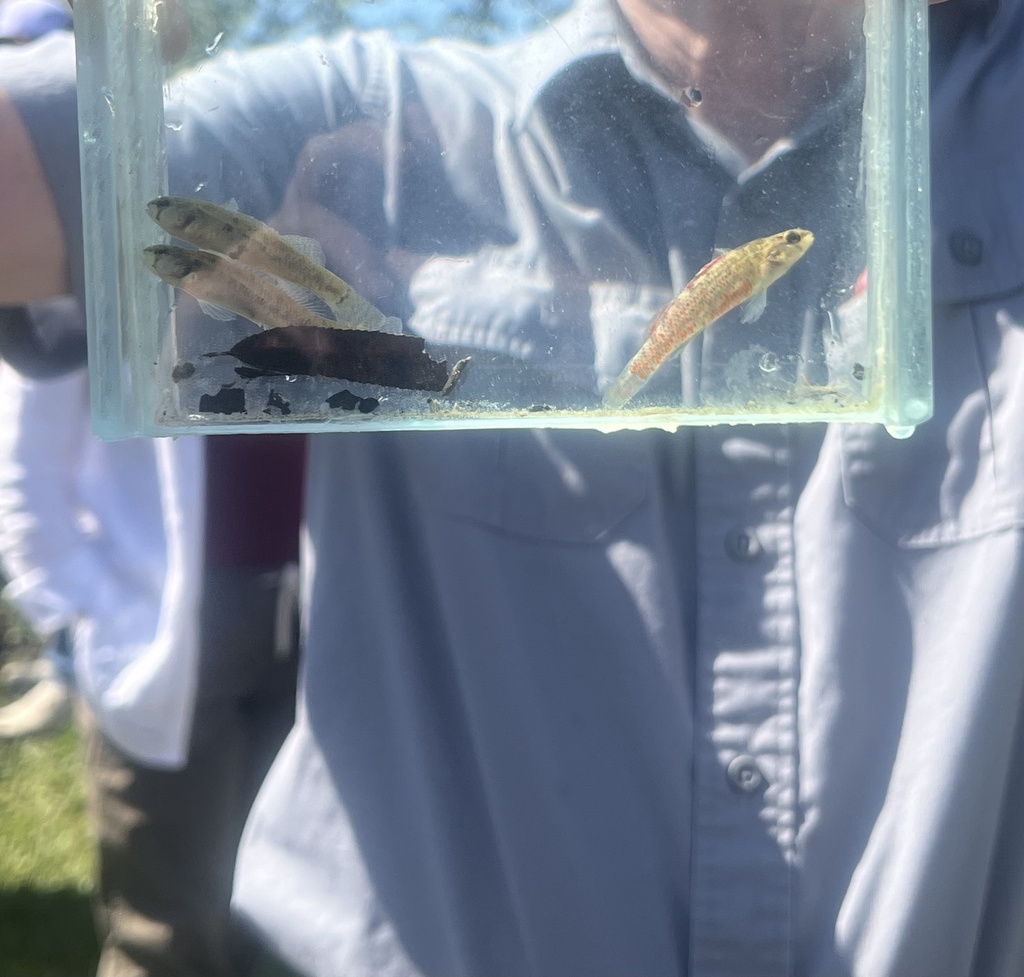 Rush Darter in September 2024 by sblumen. Collected by FWS with permits ...