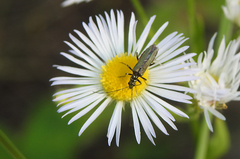 Oedemerinae