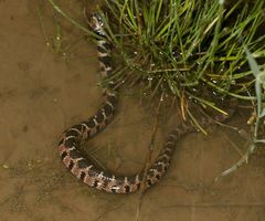 Nerodia erythrogaster