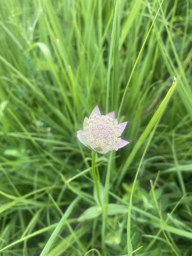 Image of Astrantia maxima by (c) Илья Руденко, some rights reserved (CC BY)