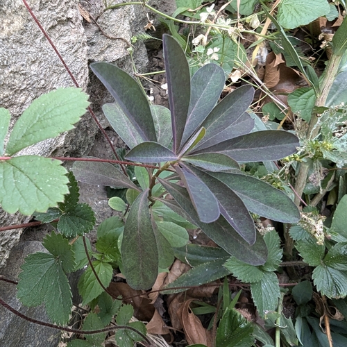 Euphorbia amygdaloides