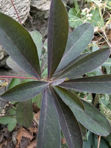 Euphorbia amygdaloides