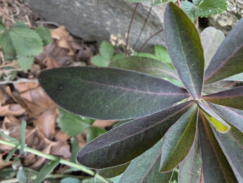 Euphorbia amygdaloides