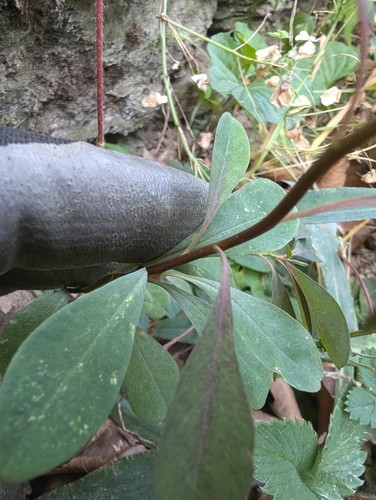 Euphorbia amygdaloides