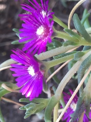 Delosperma