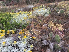 Dudleya virens virens