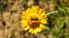 Chlorophorus sartor