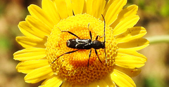 Chlorophorus sartor