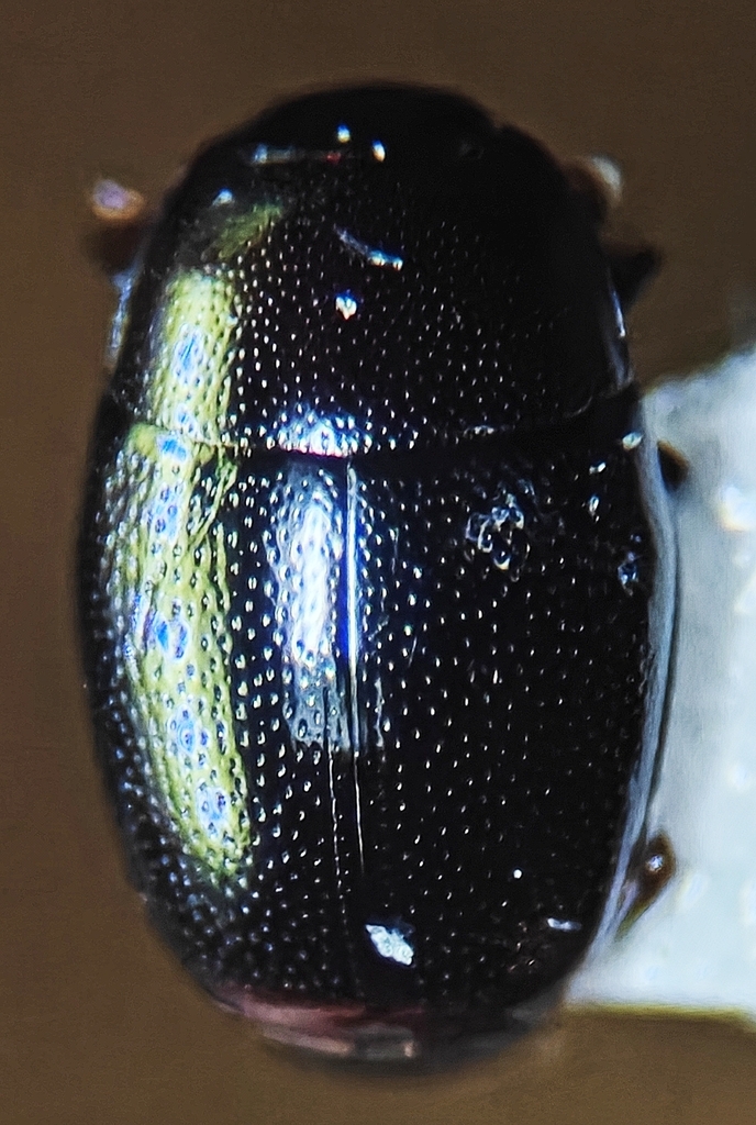 Isolomalus