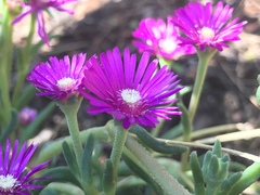 Delosperma
