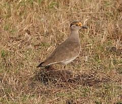 Brown-Chested Lapwing photo 5