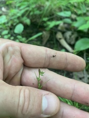 Carex communis communis