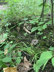 Carex communis communis