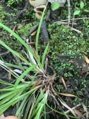 Carex communis communis