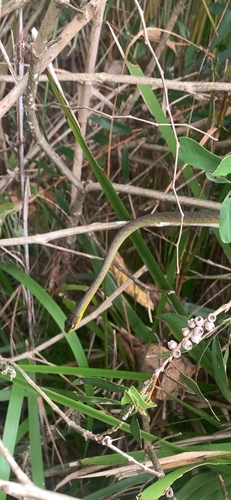 Common Tree Snake sighting