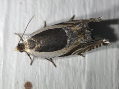 Ancylis discigerana