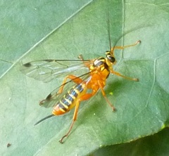 Echthromorpha agrestoria