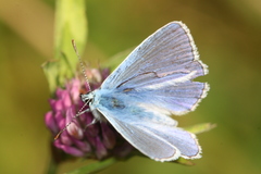 Polyommatus icarus