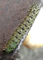Lepidoptera