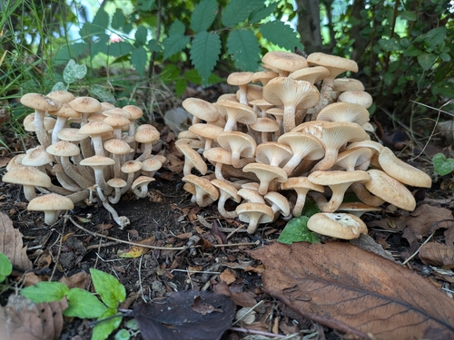 Desarmillaria tabescens