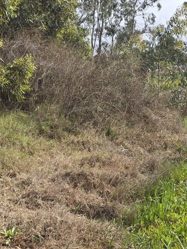 Image of Duma florulenta by (c) Rod Lowther, some rights reserved (CC BY)