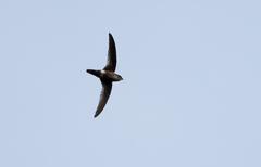 White-Tipped Swift photo 2