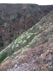 Constancea nevinii