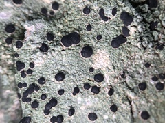 Mycoblastus sanguinarioides